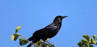 Kalahari cape crow