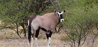 Kalahari gemsbok