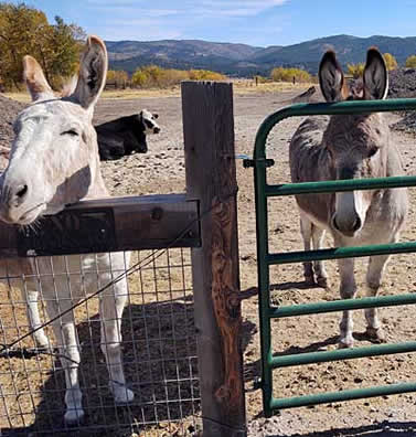 California's mining country donkeys