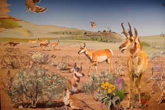 Hart Mountain National Antelope Refuge, Oregon, pronghorn painting