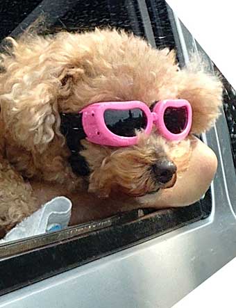 Dog in sunglasses out car window