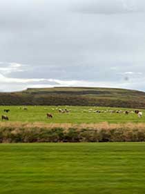 Icelandic horses and sheep
