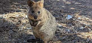 Australial animal