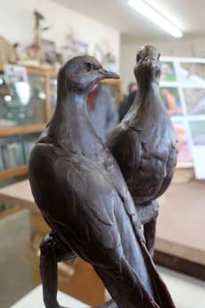Avian sculptor Stefan Savides mourning doves