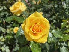 Christchurch Botanic Garden rose