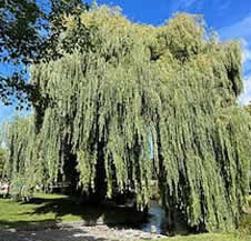 Christchurch weeping willow