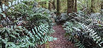 Path through Tasmanian forest