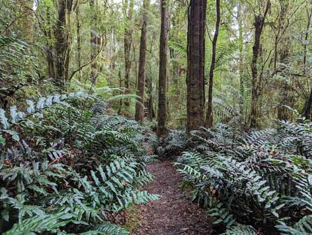 Tasmania, hiking path in Lake Chisholm Forest Reserve