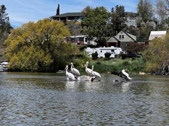 Klamath River pelicans on Upper Klamath