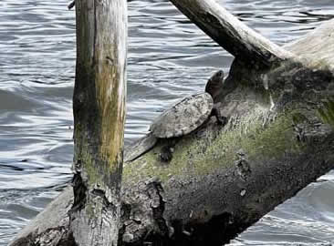 klamath-river-pond-turtle