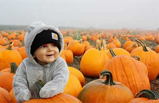 Baby in pumpkin field