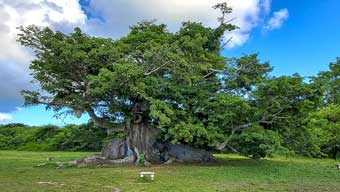 Puerto Rico, ceiba tree said to be the inspiration for the tree of souls in the Avatar movie