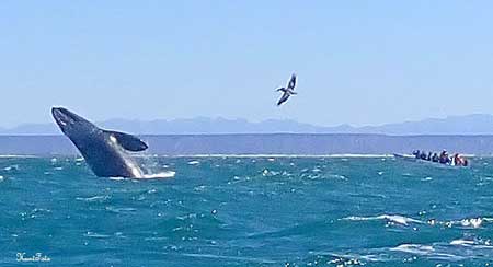 Baja whale breaching