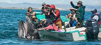 Baja whale up close