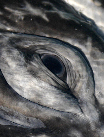 Whale's eye closeup, San Ignacio Lagoon
