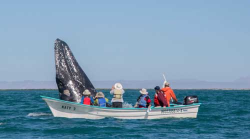 Whale spyhopping in Baja