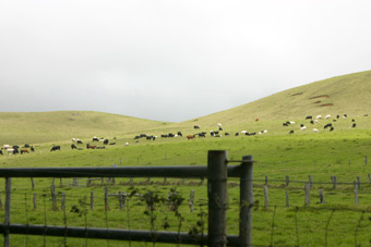 North Kohala cattle