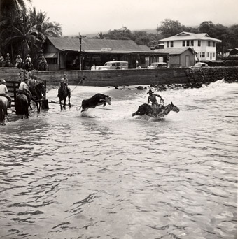 Hawaiian cattle led through surf to ship