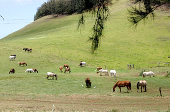 Horse ranche Hawaii