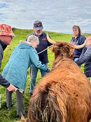 Petting a coo in Scotland