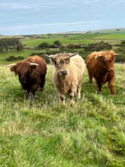 The Highland coos checked us out while we checked them out
