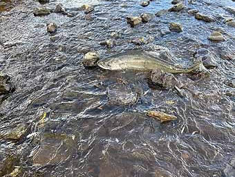 Salmon run on Klamath River