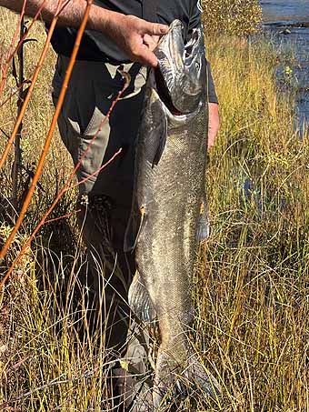 Chinook held by Karl Wenner