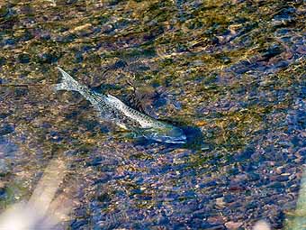 Salmon fall run on Klamath River