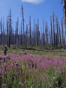 Bike Oregon, fire weed