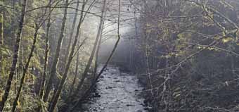 Still Creek Rhododendron