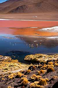 Laguna Colorada with red Minerals and animals