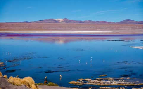 Bolivia, Laguna Colorada with flamingos and llamas