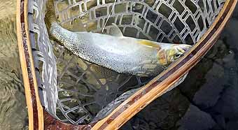 South Fork Fly Fishing