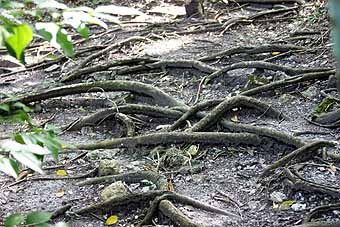El Mirador tree roots